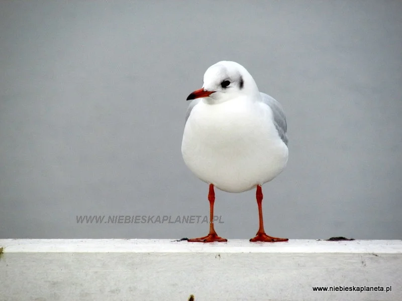 Mewa na sopockim molo Mewa na sopockim molo