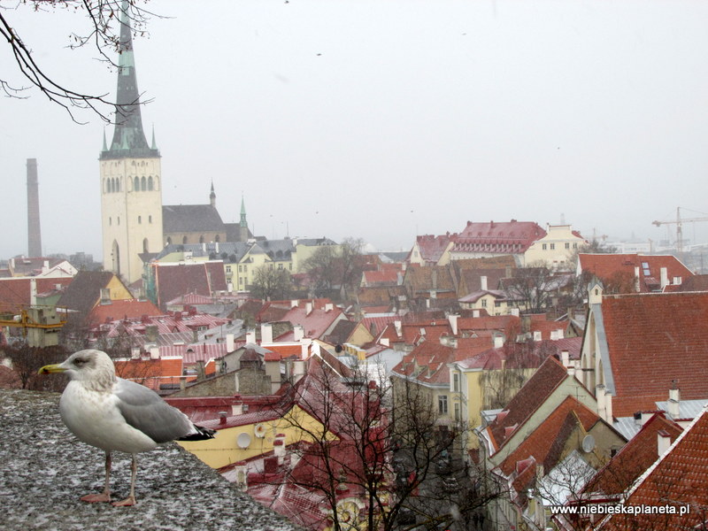 Sobór w Tallinie