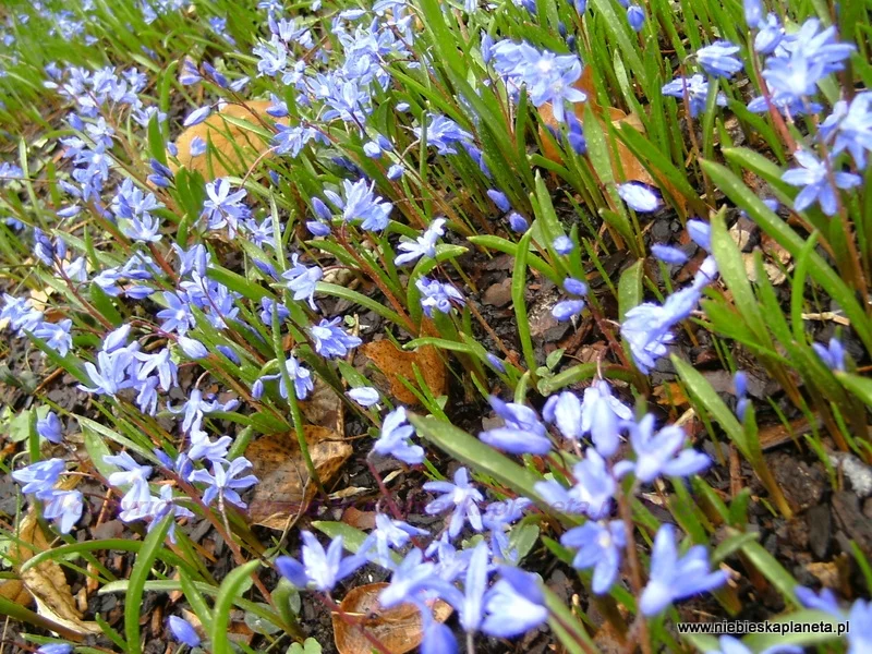 Śnieżnik Sardeński