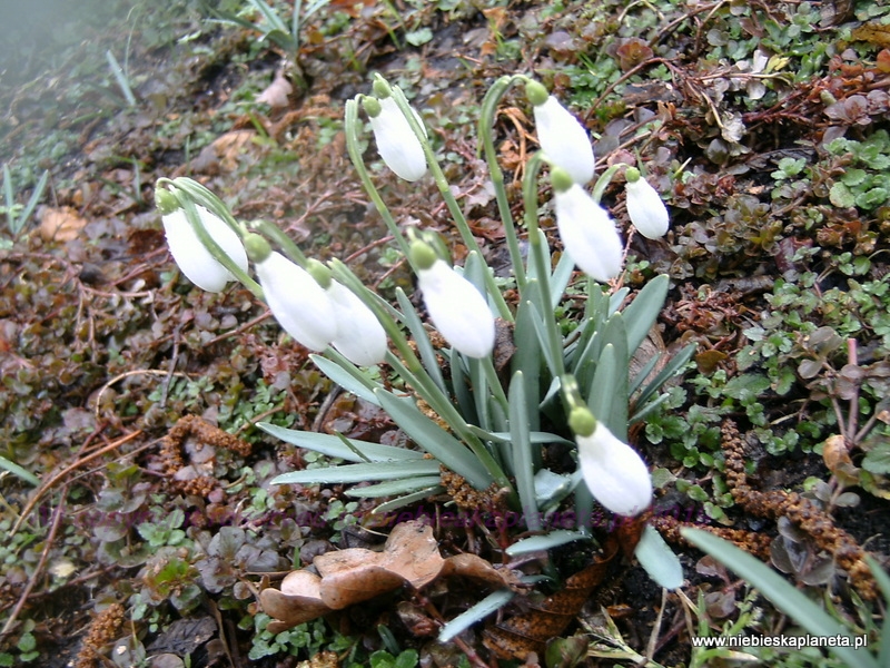 Przebiśniegi 