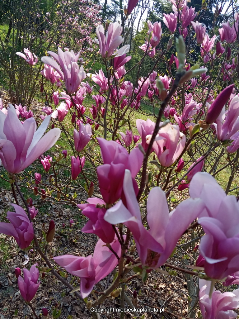 Ogród Botaniczny w Powsinie