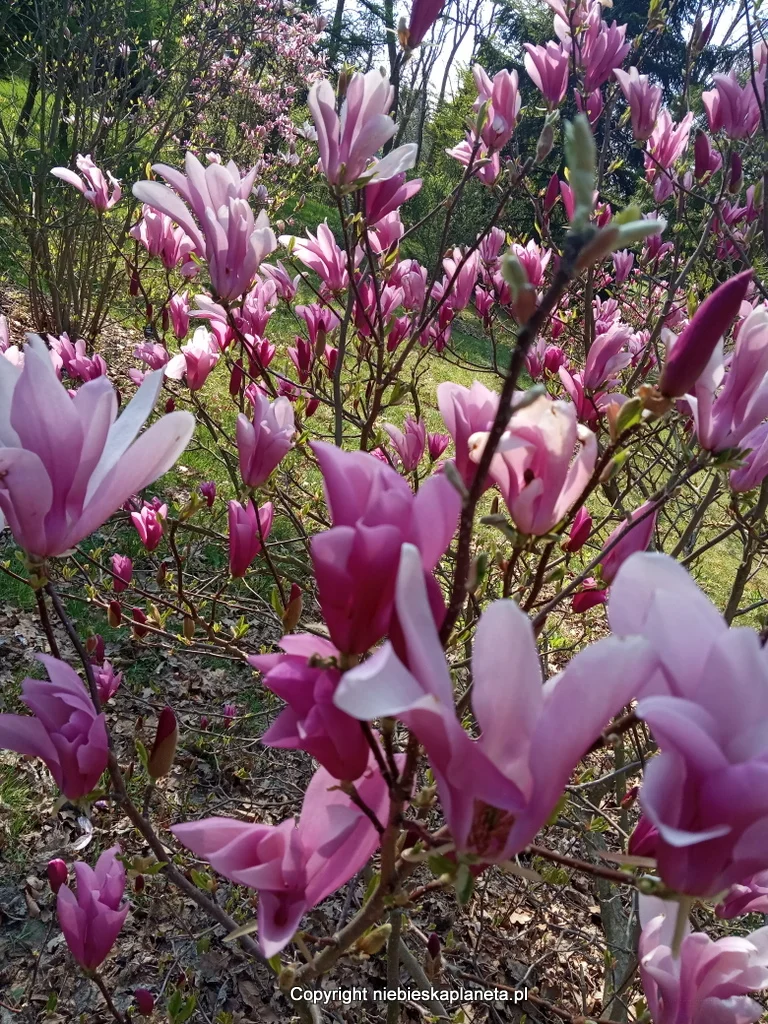 Ogród Botaniczny w Powsinie Ogród Botaniczny w Powsinie