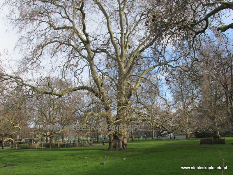 Brunswick Square Gardens