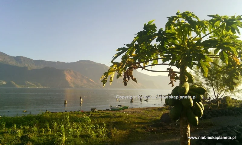 Papaja nad jeziorem Atitlan