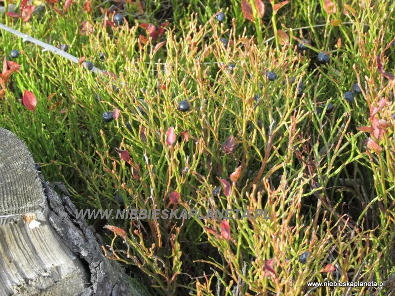 Jagody na Baraniej Górze