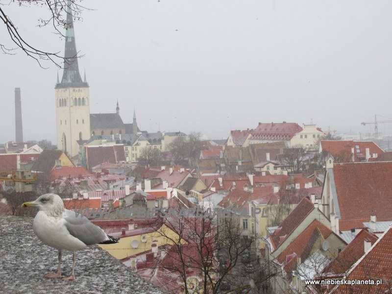 Tallin Tallinn